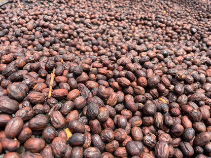 Iris Estate - Aril *Rare*