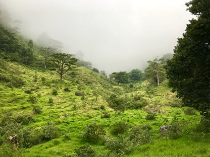 Iris Estate - Aril *Rare*