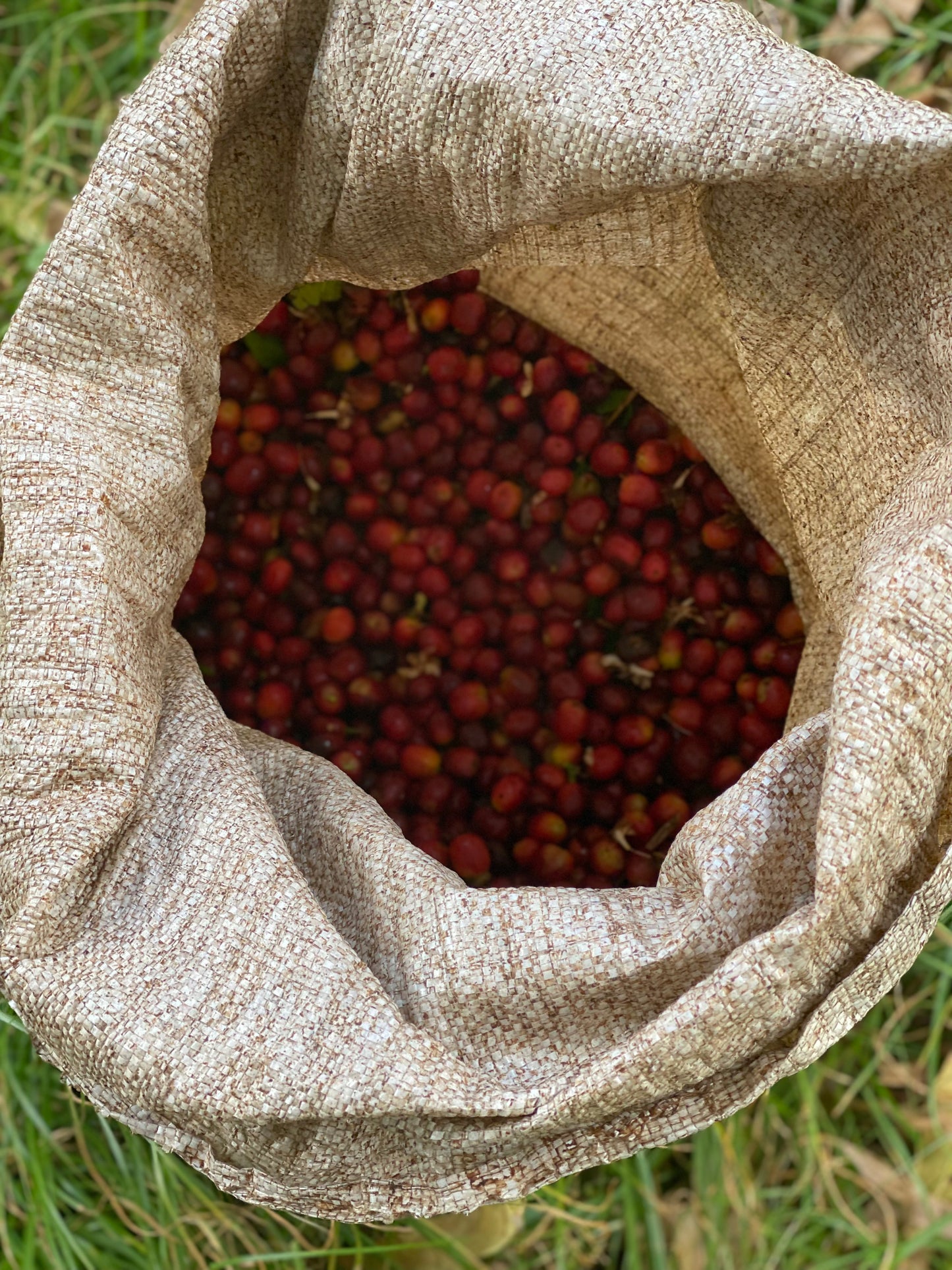 Iris Estate - Aril *Rare*