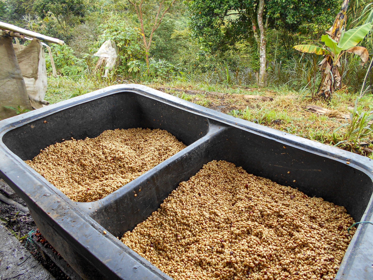 Patio Bonito - Pacamara *Rare*