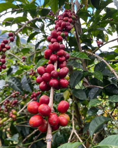 Pequenas Fincas