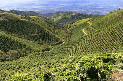 Tolima Organic