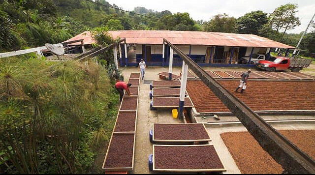 Sebastian Ramirez - Pink Bourbon *Rare*