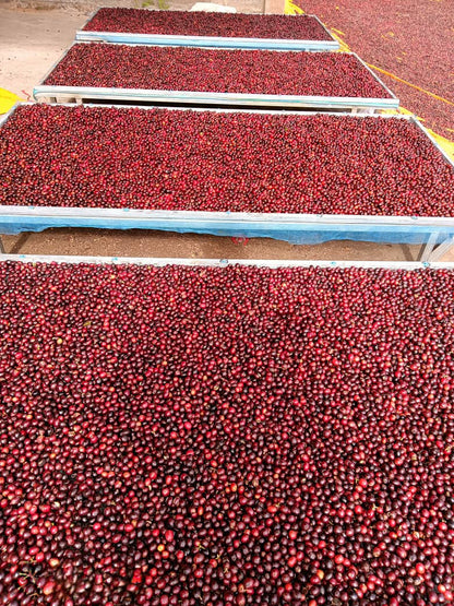 Primeiro - Timor Coffee Fest #1 *Rare*