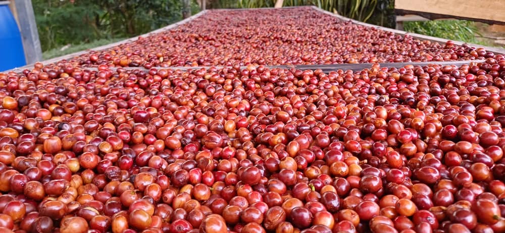 Primeiro - Timor Coffee Fest #1 *Rare*