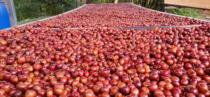 Primeiro - Timor Coffee Fest #1 *Rare*