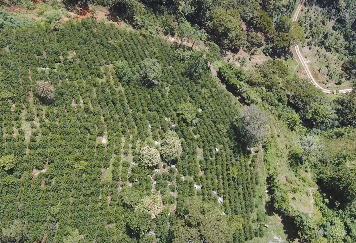 Las Virginias Geisha Washed