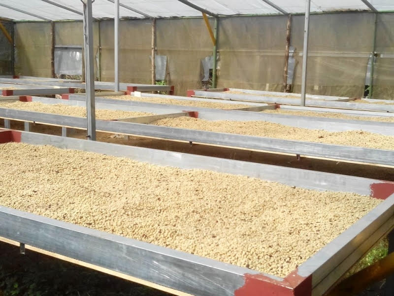 processing coffee beans for wholesale supply