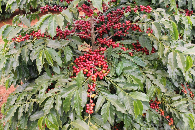 coffee plant with coffee beans